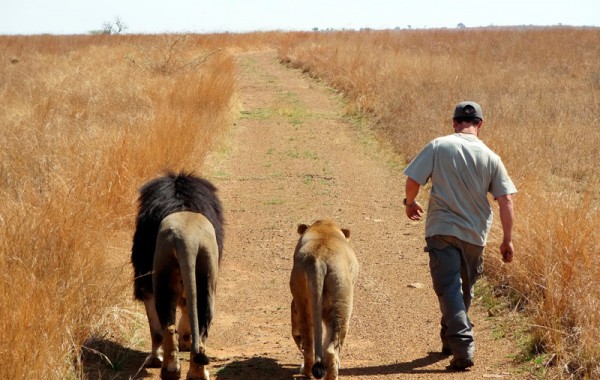 Lion canned hunting, the person behind the ‘Hunter’