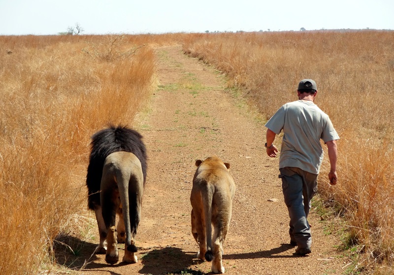 Lion canned hunting, the person behind the ‘Hunter’